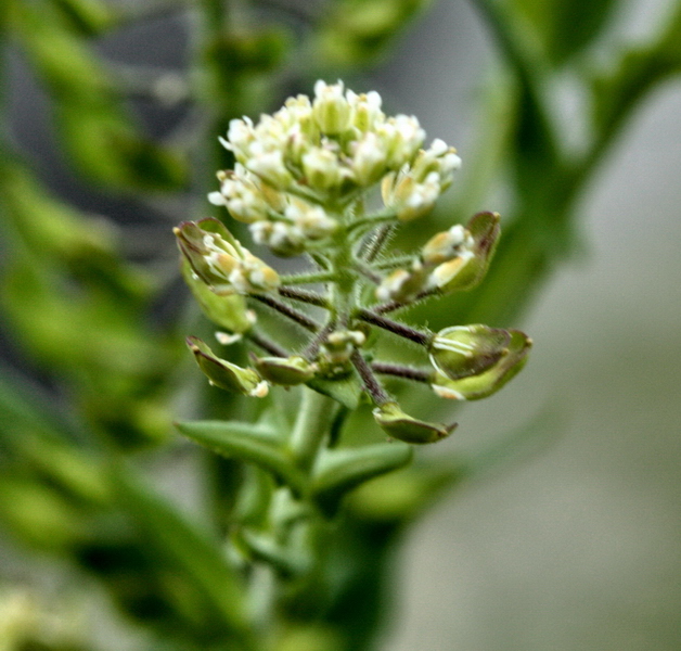 Lepidium campestre / Lepidio campestre